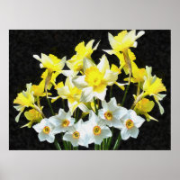 Yellow Daffodils And White Narcissi On Grey