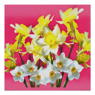 Yellow Daffodils And White Narcissi Viva Magenta Poster