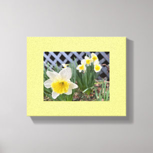 Yellow Daffodils Canvas Print