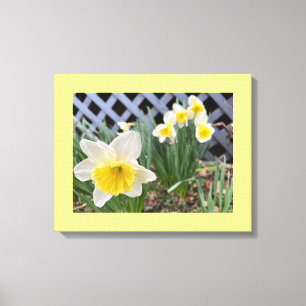 Yellow Daffodils Canvas Print