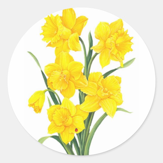 Yellow Daffodils Classic Round Sticker (Front)