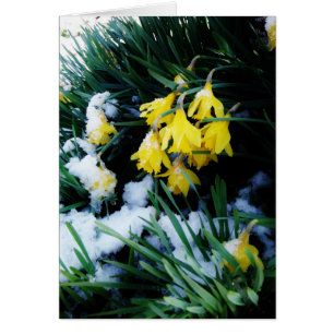 Yellow Daffodils flowers in the snow
