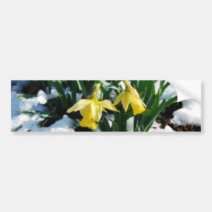 Yellow Daffodils flowers in the snow Bumper Sticker