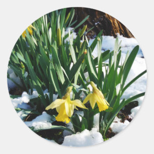 Yellow Daffodils flowers in the snow Classic Round Sticker