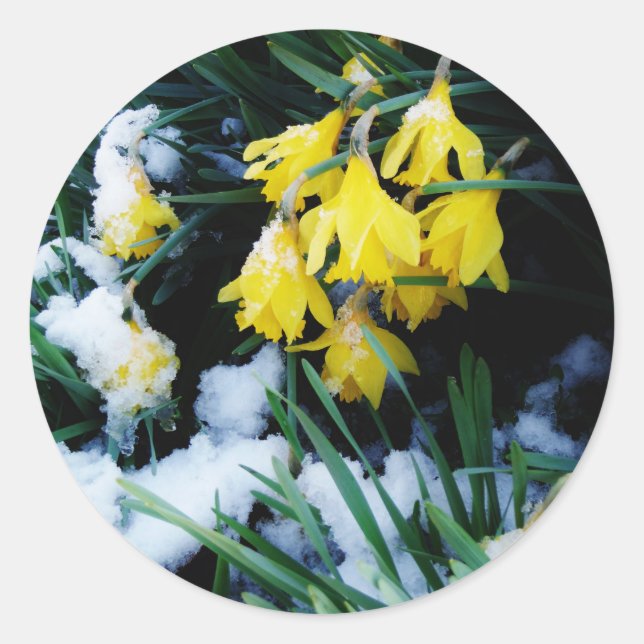 Yellow Daffodils flowers in the snow Classic Round Sticker (Front)