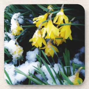 Yellow Daffodils flowers in the snow Coaster