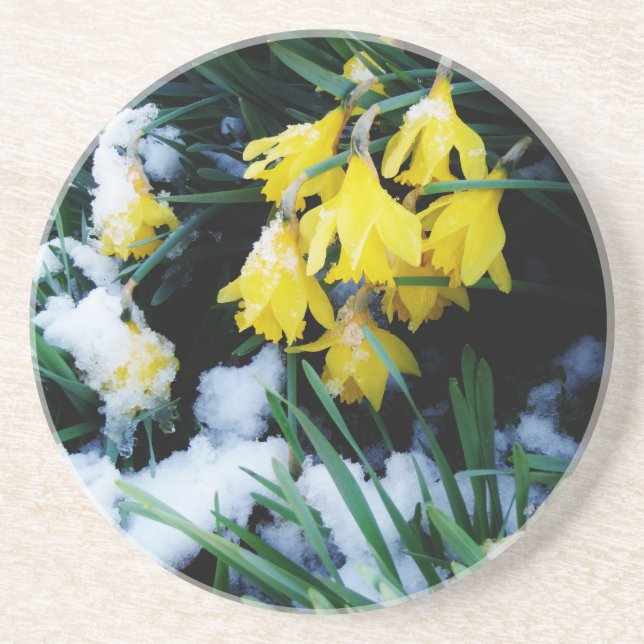 Yellow Daffodils flowers in the snow Coaster (Front)