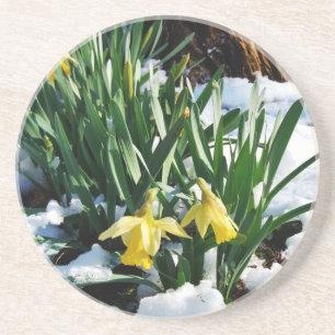Yellow Daffodils flowers in the snow Coaster