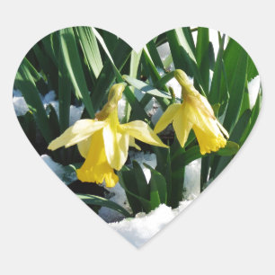 Yellow Daffodils flowers in the snow Heart Sticker