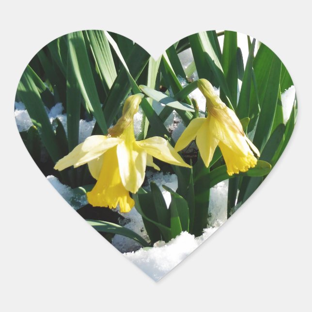 Yellow Daffodils flowers in the snow Heart Sticker (Front)