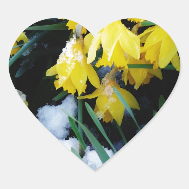 Yellow Daffodils flowers in the snow Heart Sticker (Front)
