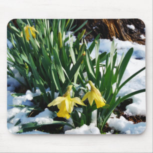 Yellow Daffodils flowers in the snow Mouse Mat