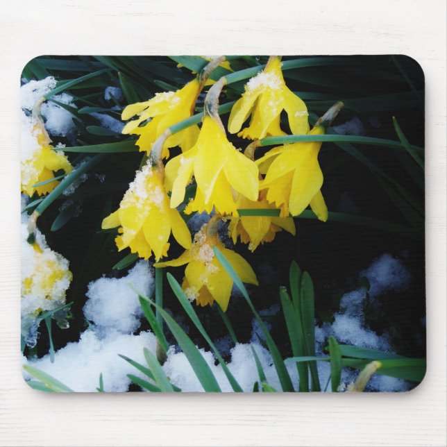 Yellow Daffodils flowers in the snow Mouse Mat (Front)
