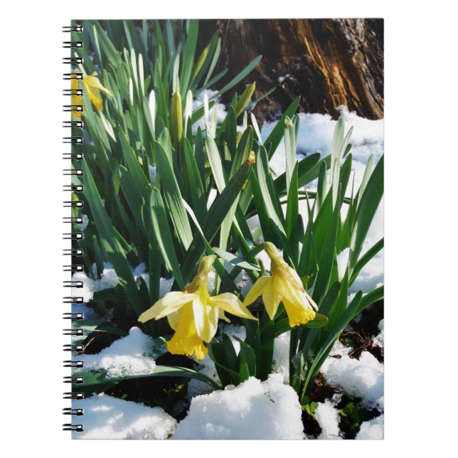 Yellow Daffodils flowers in the snow Notebook (Front)
