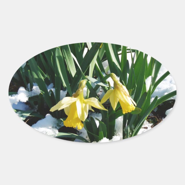 Yellow Daffodils flowers in the snow Oval Sticker (Front)