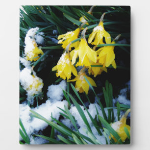 Yellow Daffodils flowers in the snow Plaque