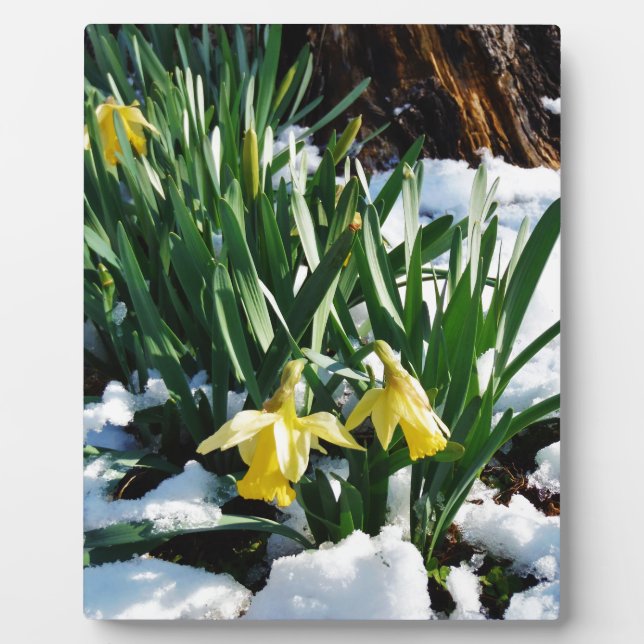 Yellow Daffodils flowers in the snow Plaque (Front)