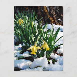 Yellow Daffodils flowers in the snow Postcard