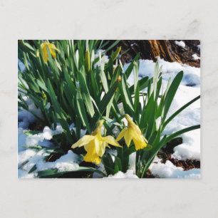 Yellow Daffodils flowers in the snow Postcard