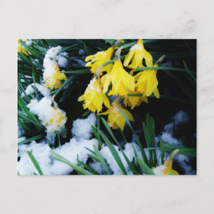 Yellow Daffodils flowers in the snow Postcard