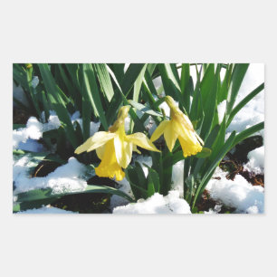 Yellow Daffodils flowers in the snow Rectangular Sticker