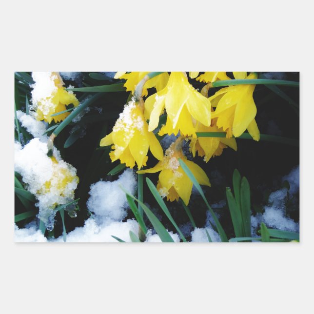 Yellow Daffodils flowers in the snow Rectangular Sticker (Front)