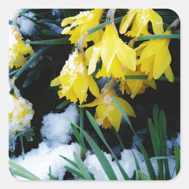 Yellow Daffodils flowers in the snow Square Sticker (Front)