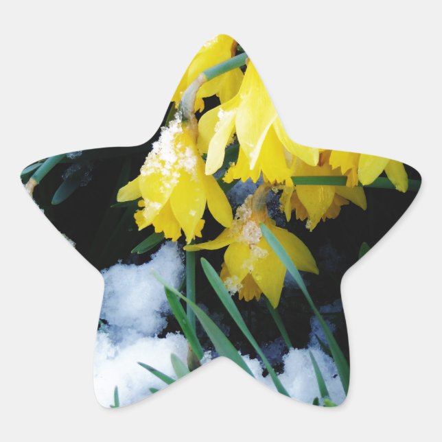 Yellow Daffodils flowers in the snow Star Sticker (Front)