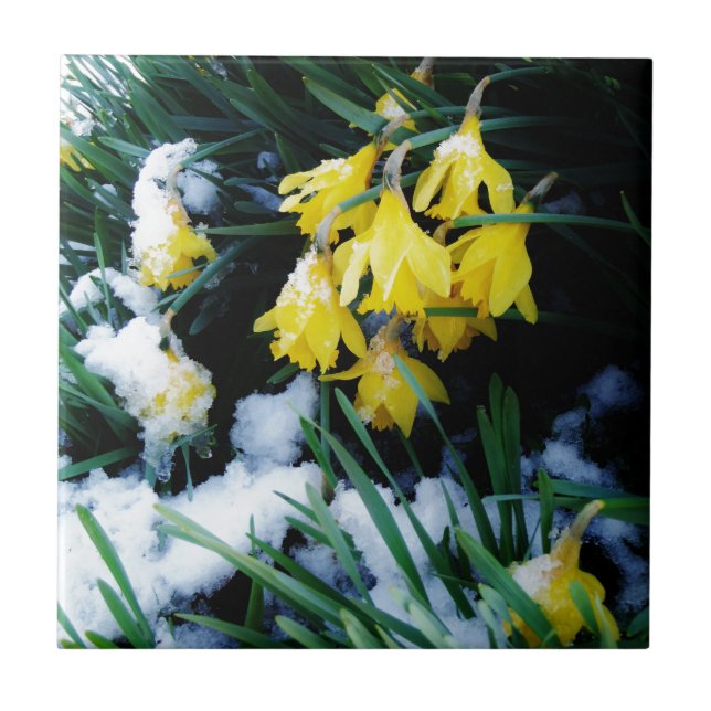 Yellow Daffodils flowers in the snow Tile (Front)
