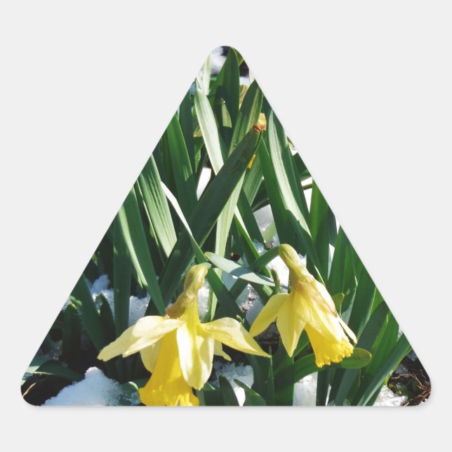 Yellow Daffodils flowers in the snow Triangle Sticker (Front)