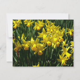 Yellow Daffodils I Cheery Spring Flowers