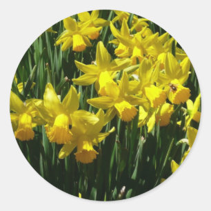 Yellow Daffodils I Cheery Spring Flowers Classic Round Sticker