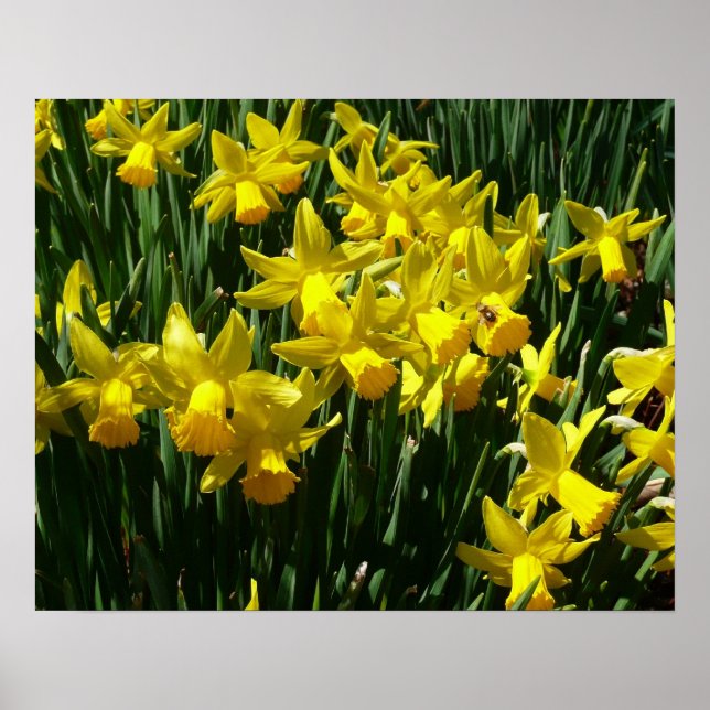 Yellow Daffodils I Cheery Spring Flowers Poster (Front)