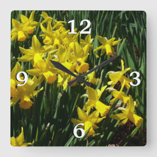 Yellow Daffodils I Cheery Spring Flowers Square Wall Clock
