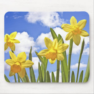 Yellow daffodils in spring in the Netherlands Mouse Mat