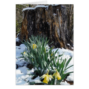 Yellow Daffodils in the snow