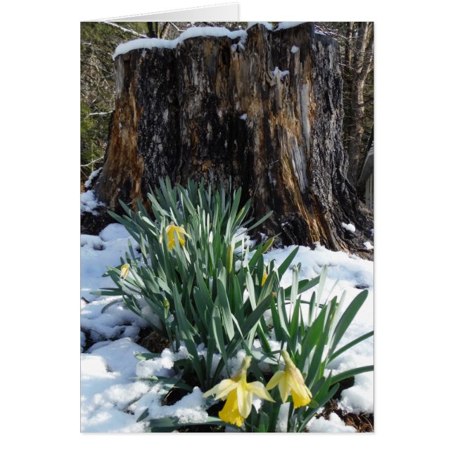 Yellow Daffodils in the snow (Front)