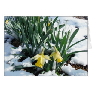 Yellow Daffodils in the snow