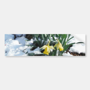 Yellow Daffodils in the snow Bumper Sticker