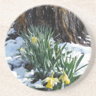 Yellow Daffodils in the snow Coaster