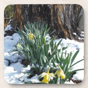 Yellow Daffodils in the snow Coaster