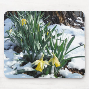 Yellow Daffodils in the snow Mouse Mat