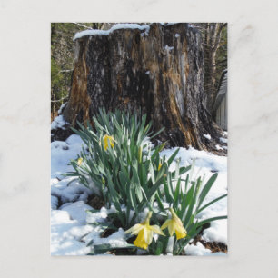 Yellow Daffodils in the snow Postcard