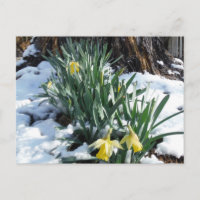 Yellow Daffodils in the snow