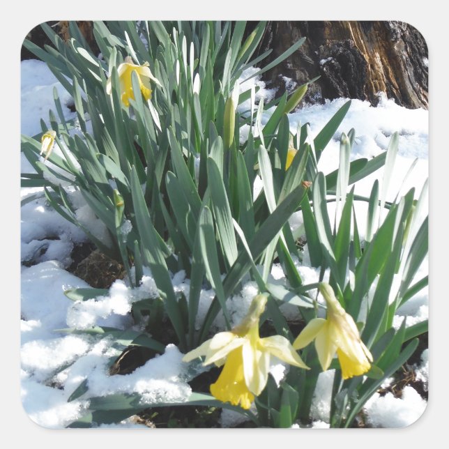 Yellow Daffodils in the snow Square Sticker (Front)