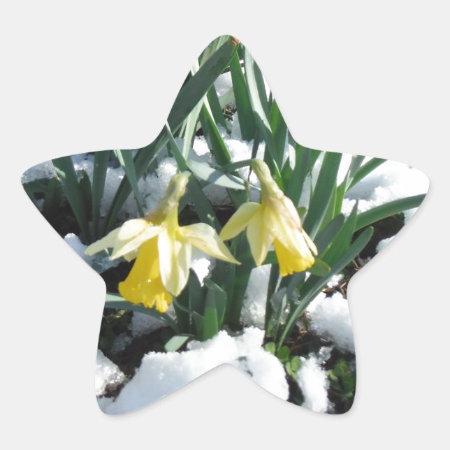 Yellow Daffodils in the snow Star Sticker (Front)