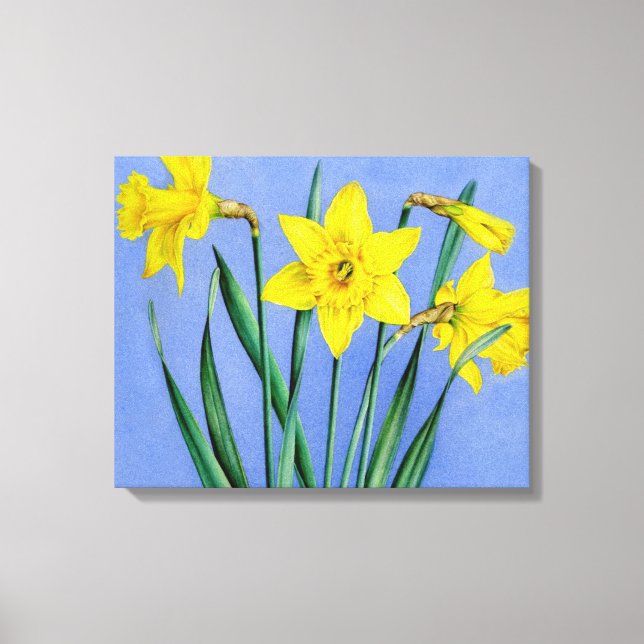 Yellow daffodils on blue canvas wrap print (Front)