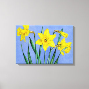 Yellow daffodils on blue canvas wrap print