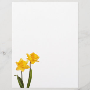 Yellow Daffodils on White - Daffodil Flower Blank