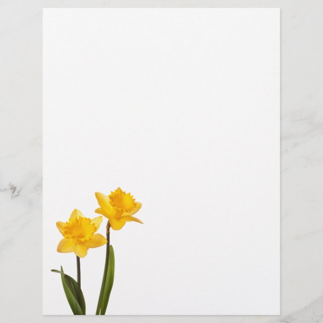 Yellow Daffodils on White - Daffodil Flower Blank (Front)